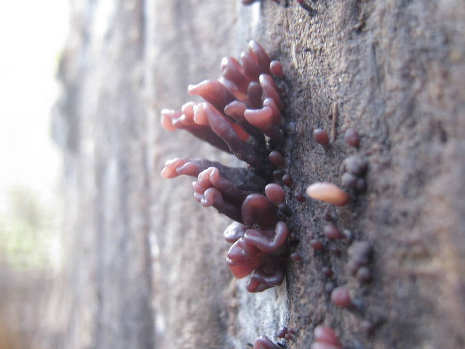 Coryne dubia image