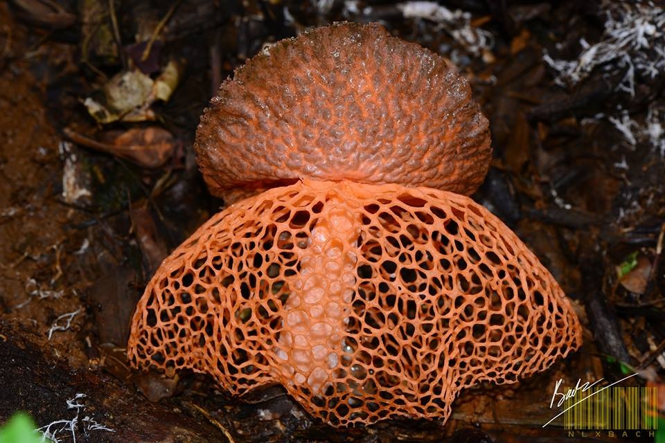 Phallus cinnabarinus image