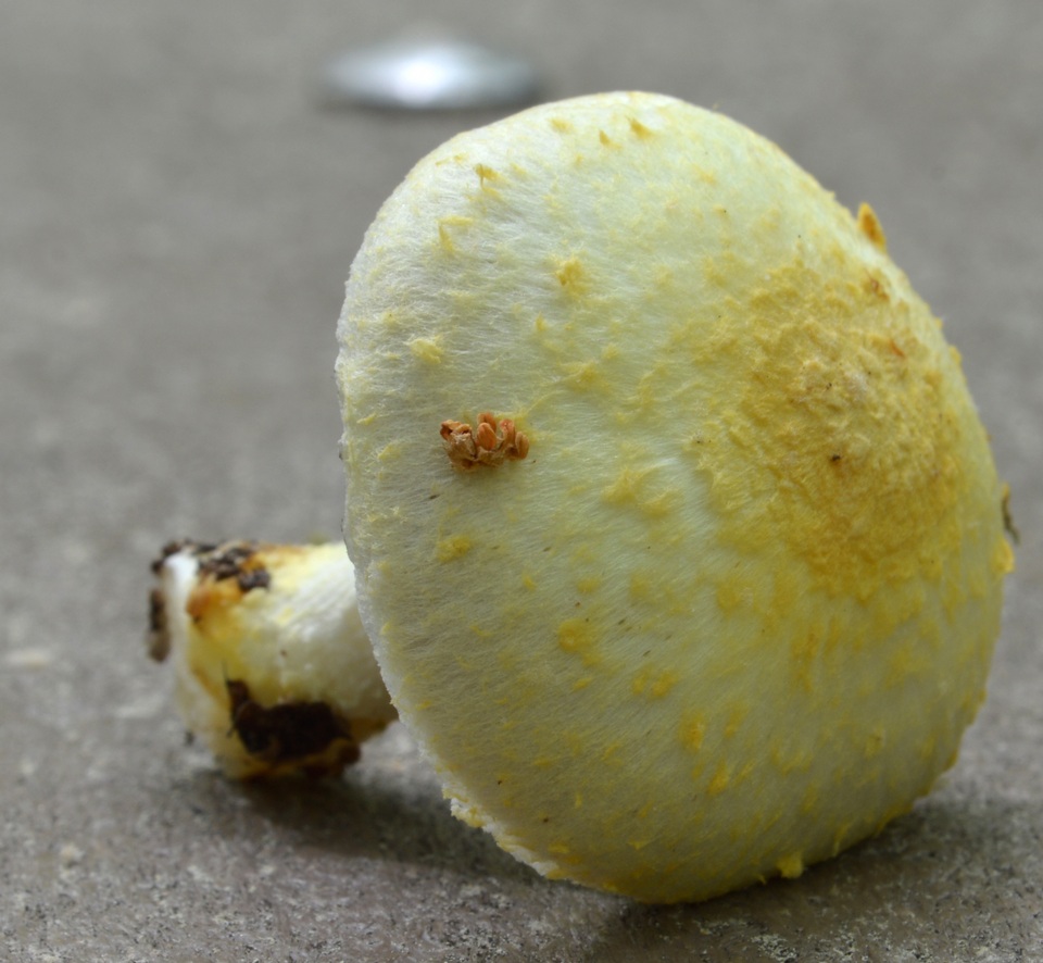 Agaricus auricolor image