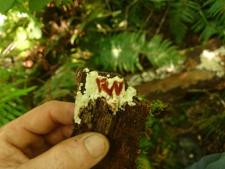 Rigidoporus sanguinolentus image