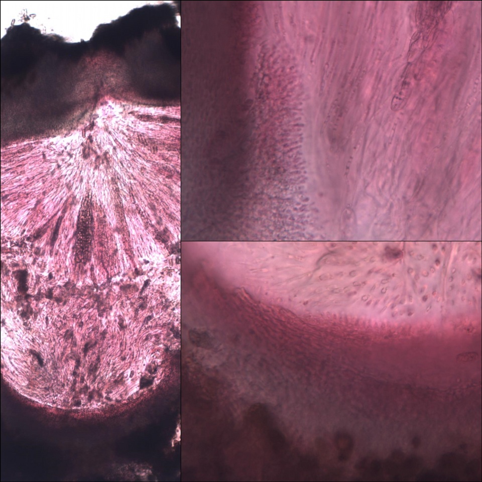 Thelopsis image