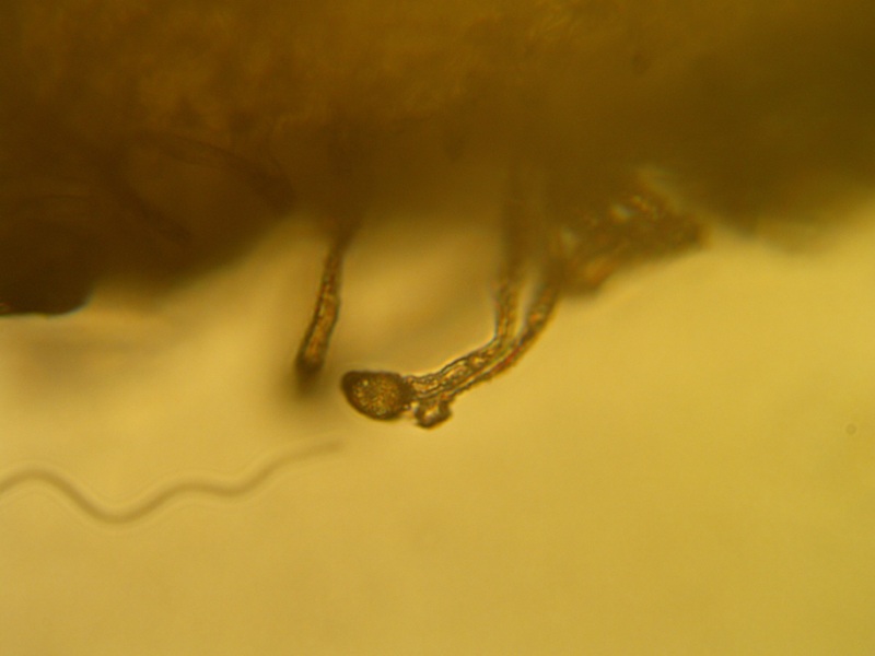Dasyscyphella nivea image