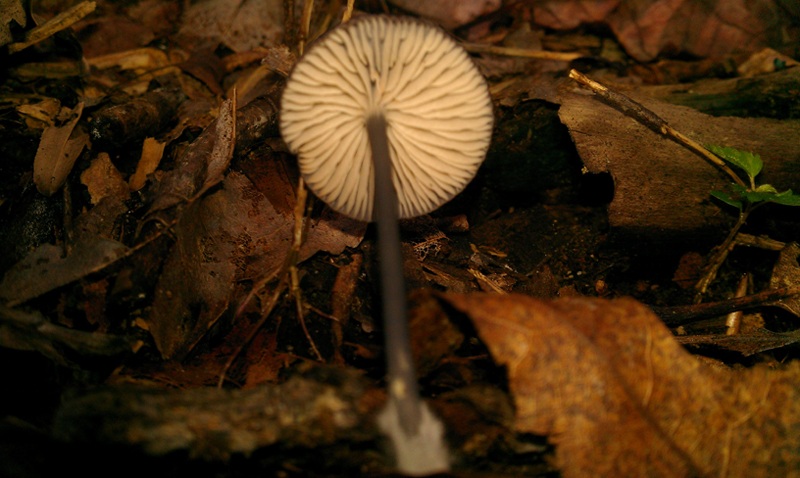 Entoloma nigroviolaceum image