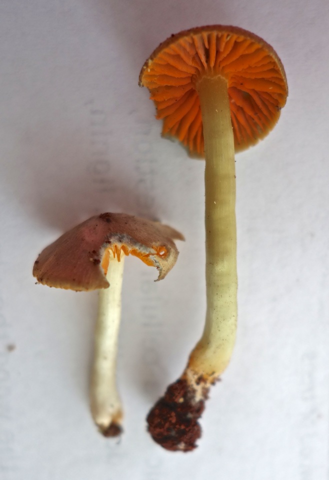 Hygrocybe taekeri image