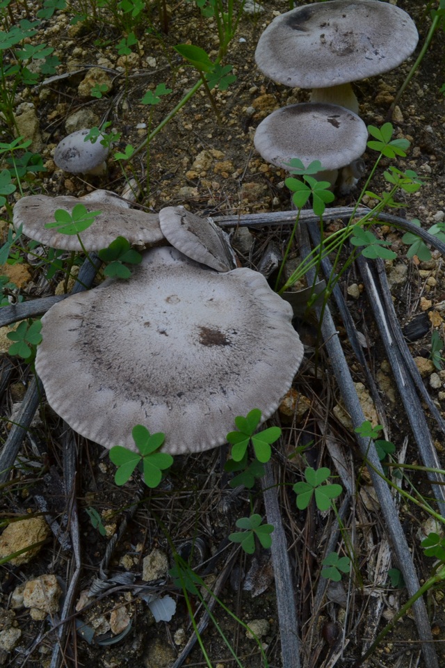 Pleurotus eryngii var. ferulae image