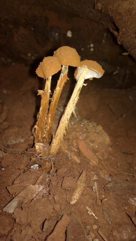 Battarrea stevenii image