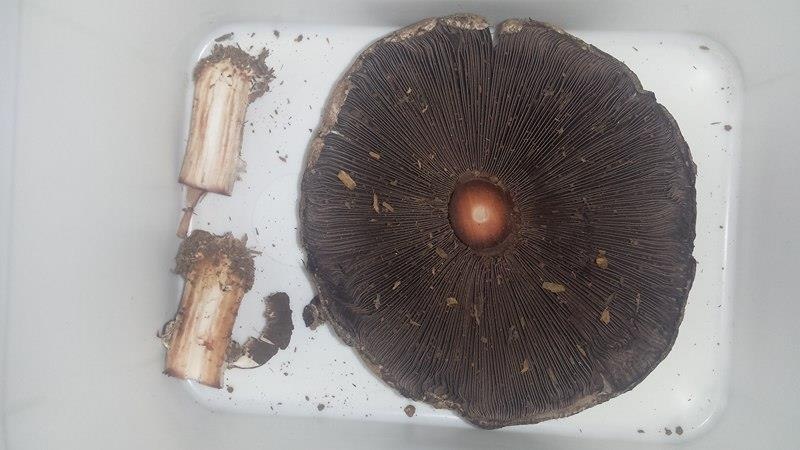 Agaricus bernardiiformis image