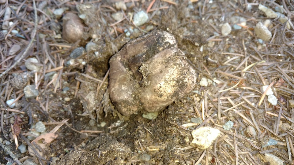 Rhizopogon vinicolor image