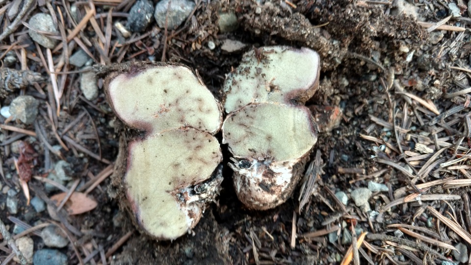 Rhizopogon vinicolor image