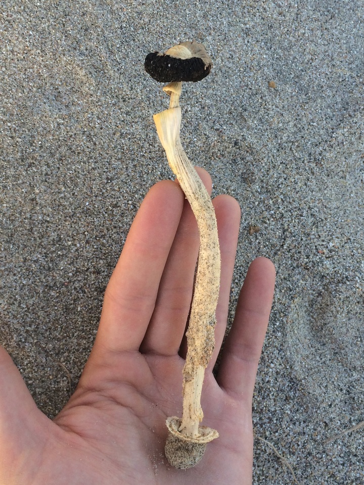 Agaricus zelleri image