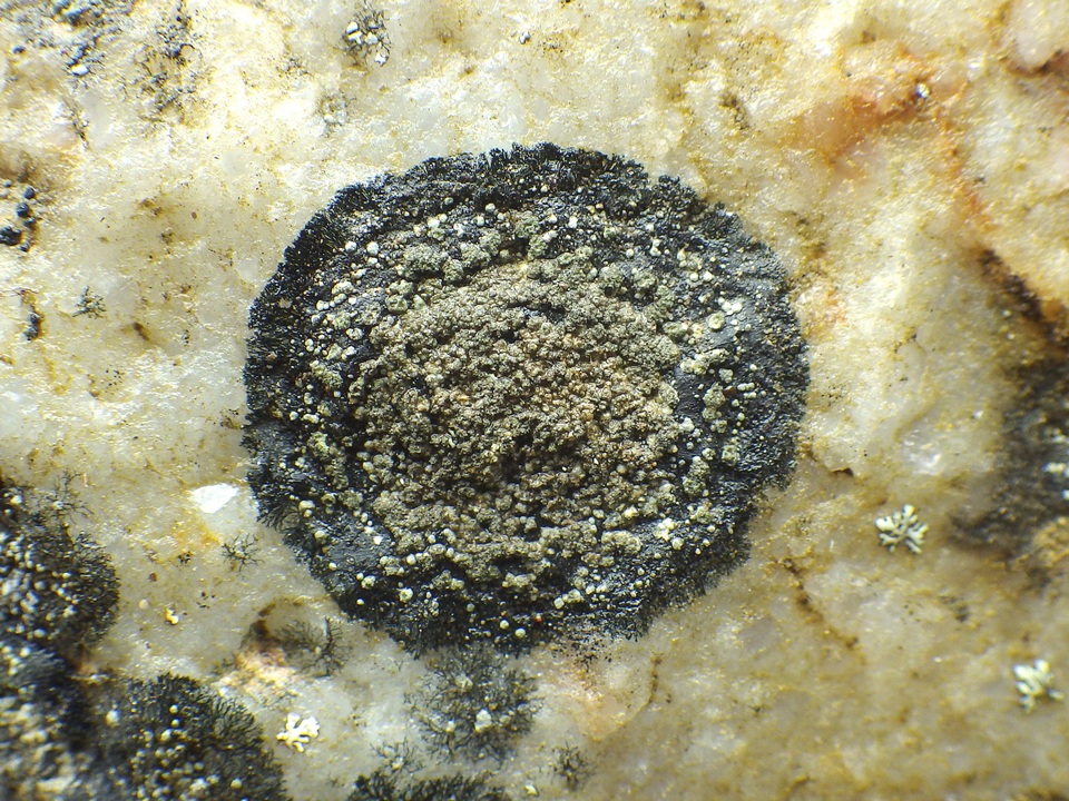 Rinodina aspersa image