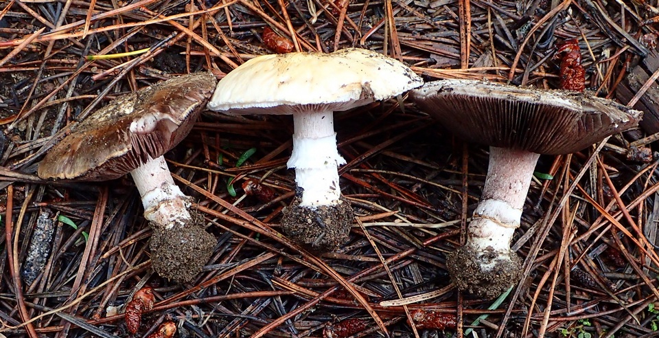 Agaricus stevensii image