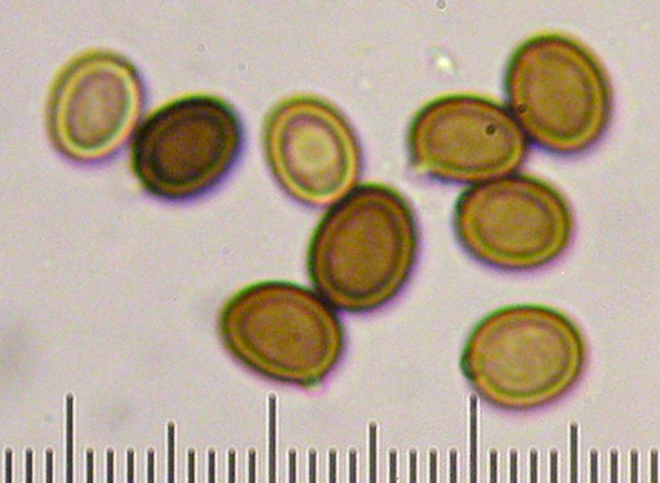 Agaricus stevensii image
