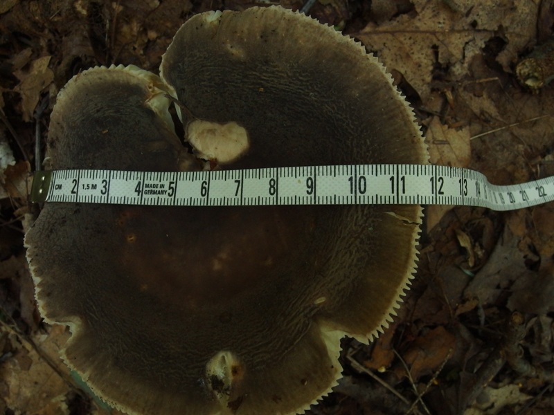 Russula parazurea image