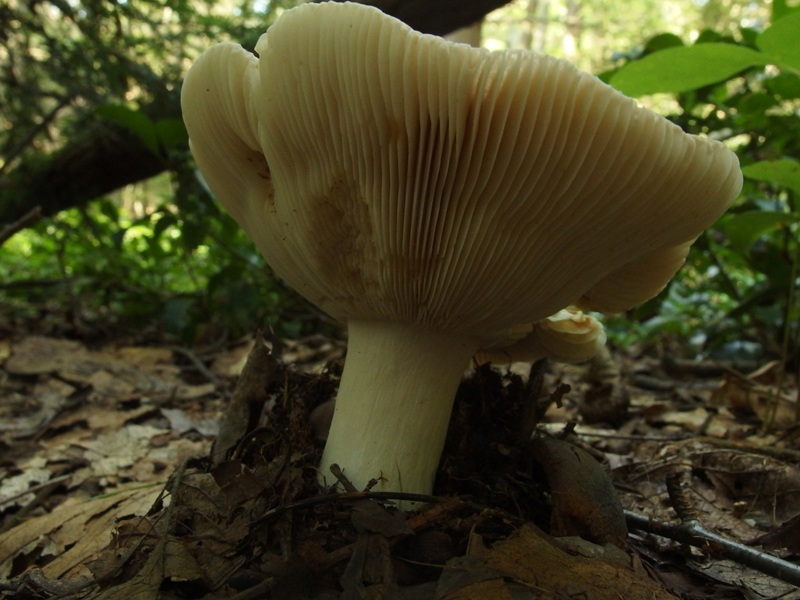 Russula parazurea image
