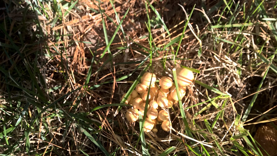 Gymnopilus luteus image