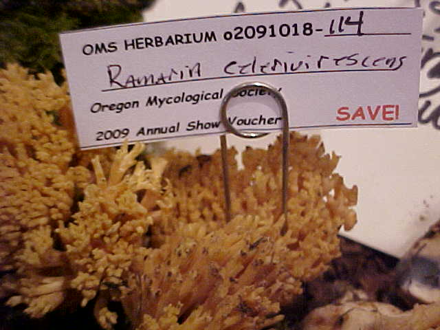 Ramaria celerivirescens image