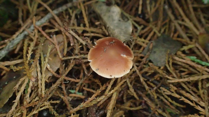 Collybiopsis rimutaka image