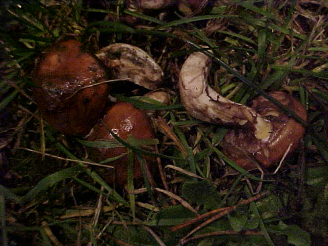 Suillus imitatus image