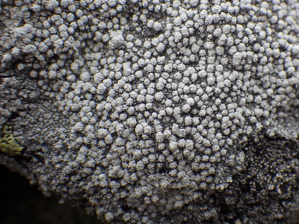 Pertusaria amara f. pulvinata image