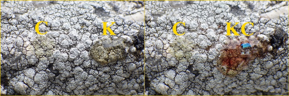 Pertusaria amara f. pulvinata image