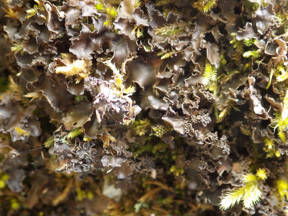 Nephroma tangeriense image