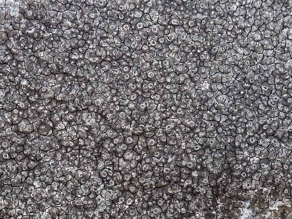 Diploschistes caesioplumbeus image
