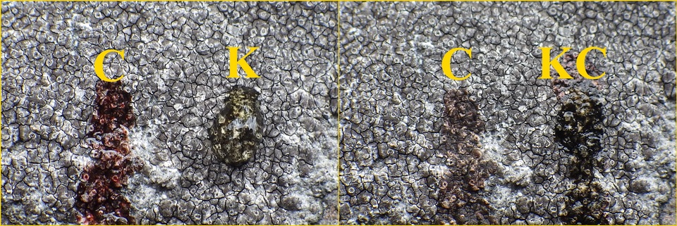 Diploschistes caesioplumbeus image