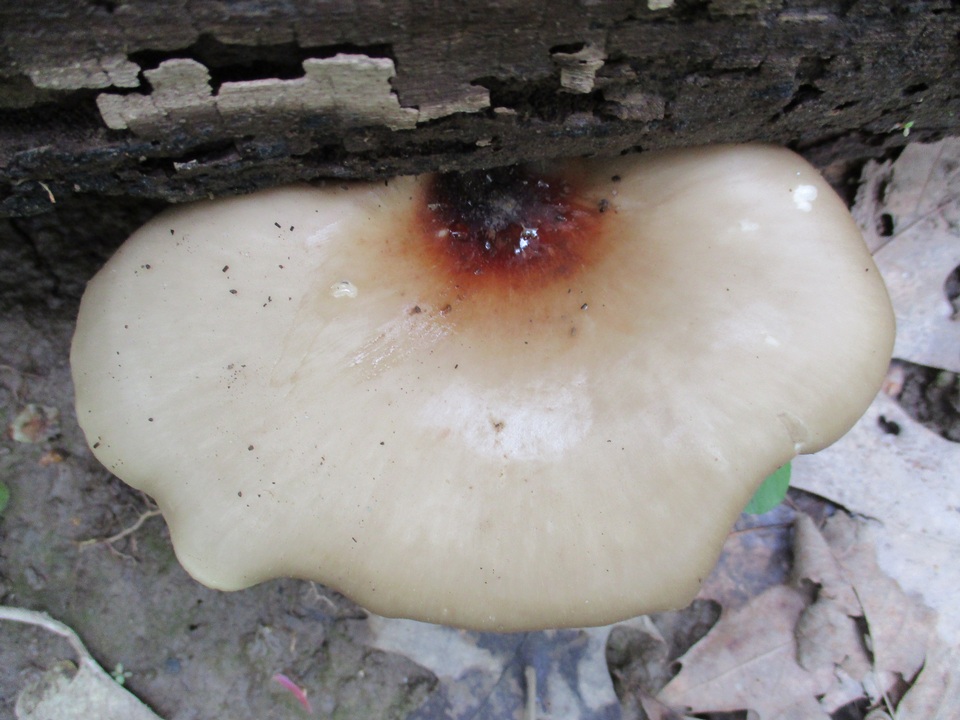 Royoporus badius image