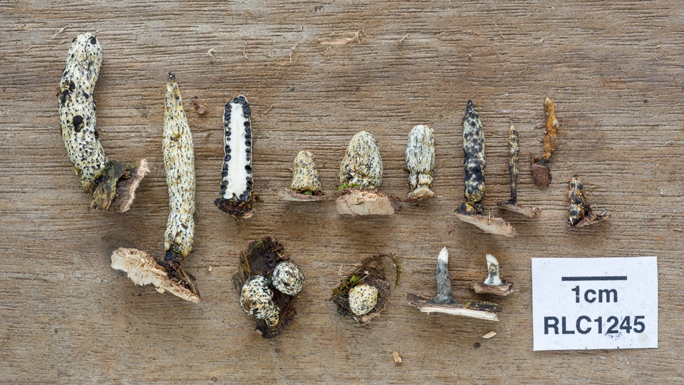 Xylaria kegeliana image