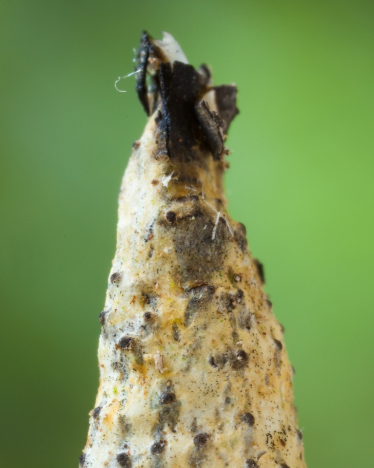 Xylaria kegeliana image