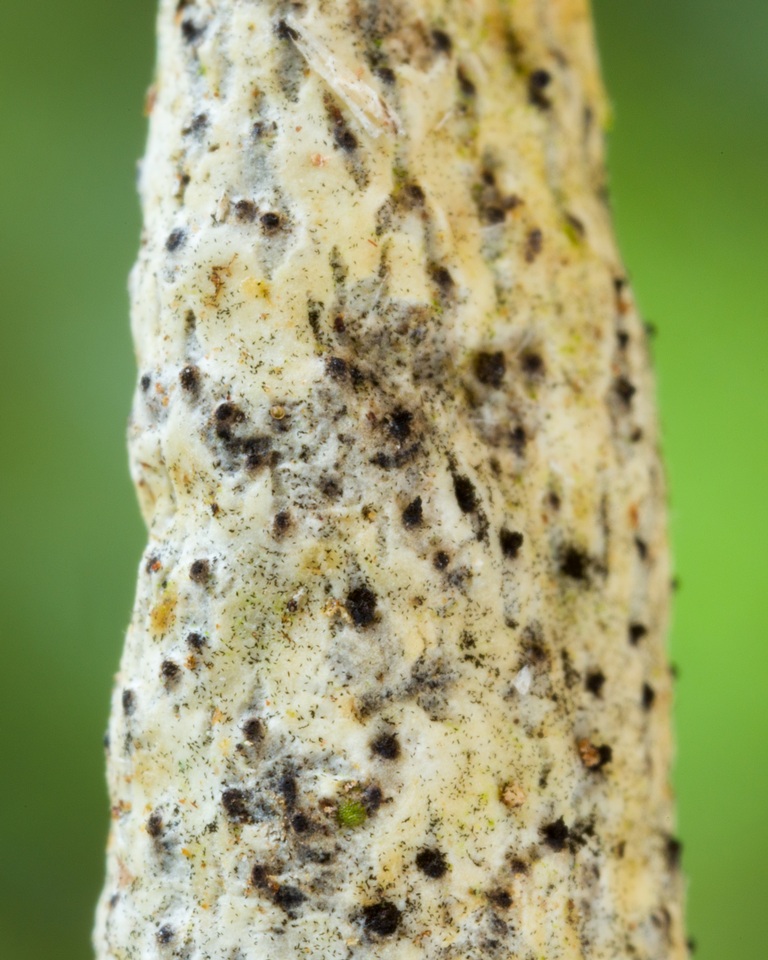 Xylaria kegeliana image