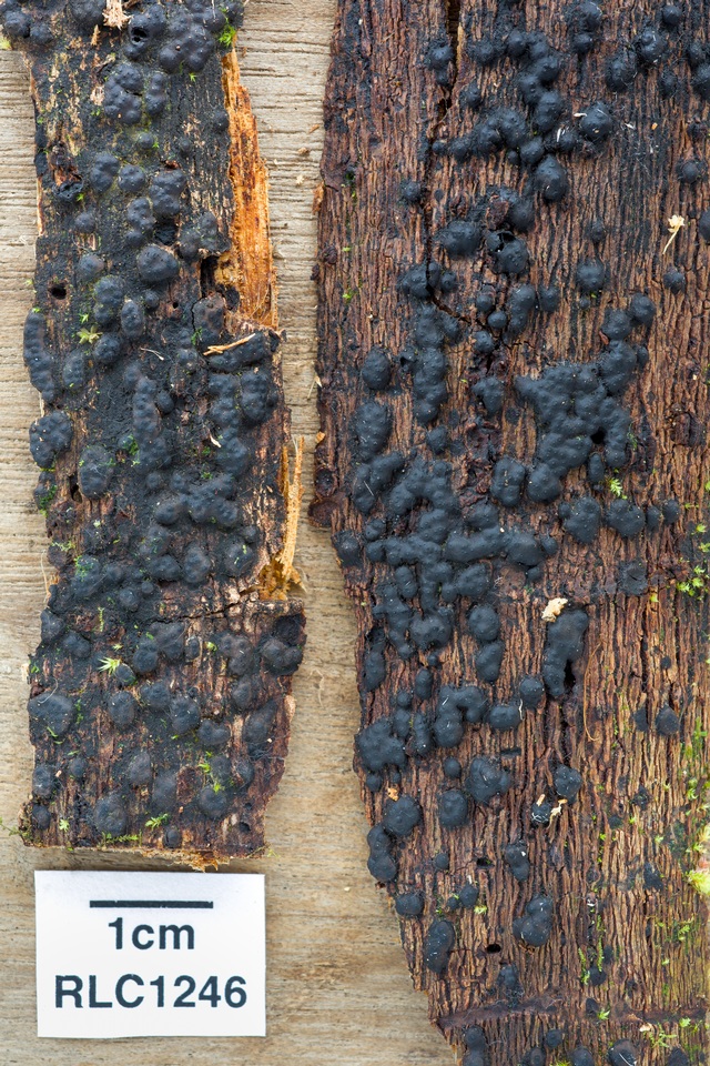 Nemania bipapillata image