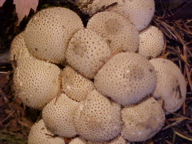 Morganella pyriformis image