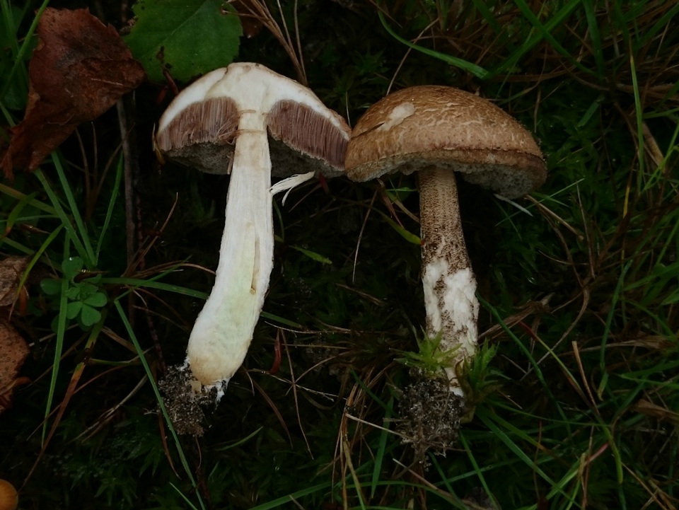 Leccinum schistophilum image