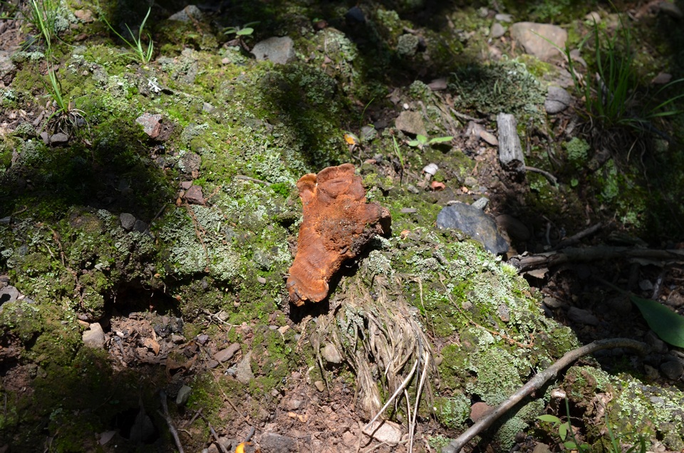 Coltricia montagnei var. montagnei image