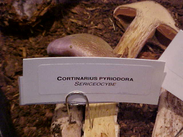 Cortinarius pyriodorus image