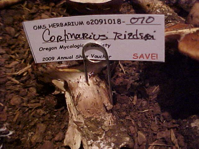 Cortinarius riederi image