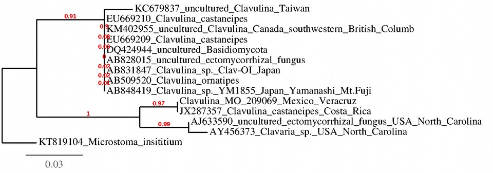 Clavulina castaneipes image