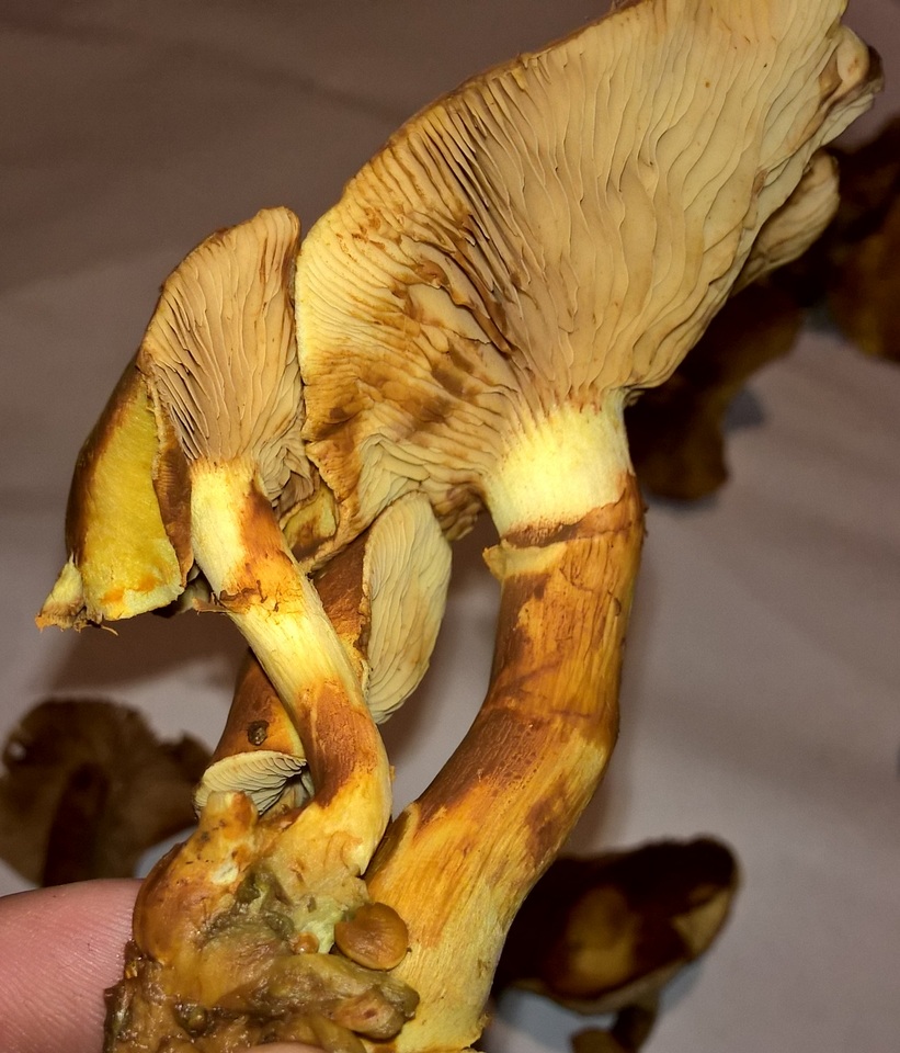 Gymnopilus luteus image