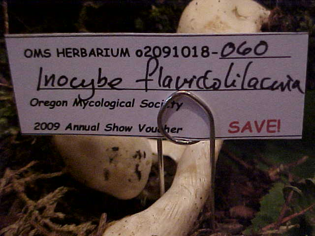 Inocybe flavidolilacina image