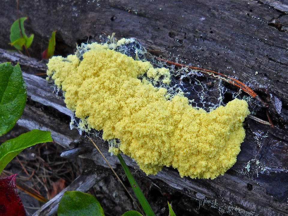 Fuligo septica var. septica image