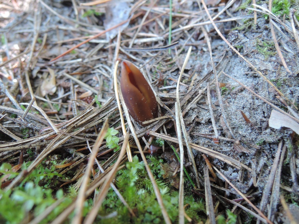 Helvella silvicola image