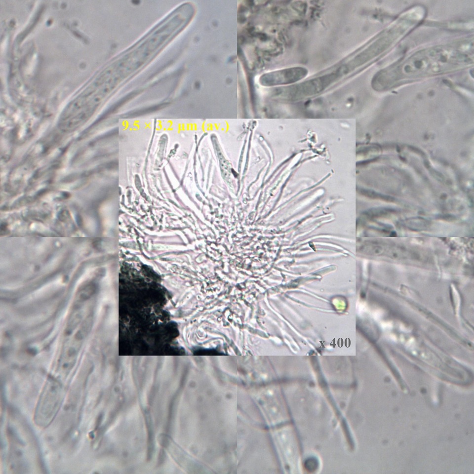 Skyttea pertusariicola image