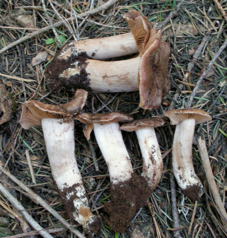 Cortinarius vernalisierraensis image