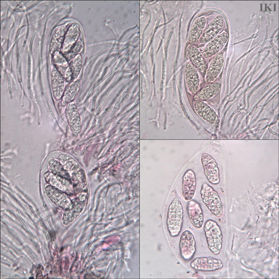 Thelenellaceae image