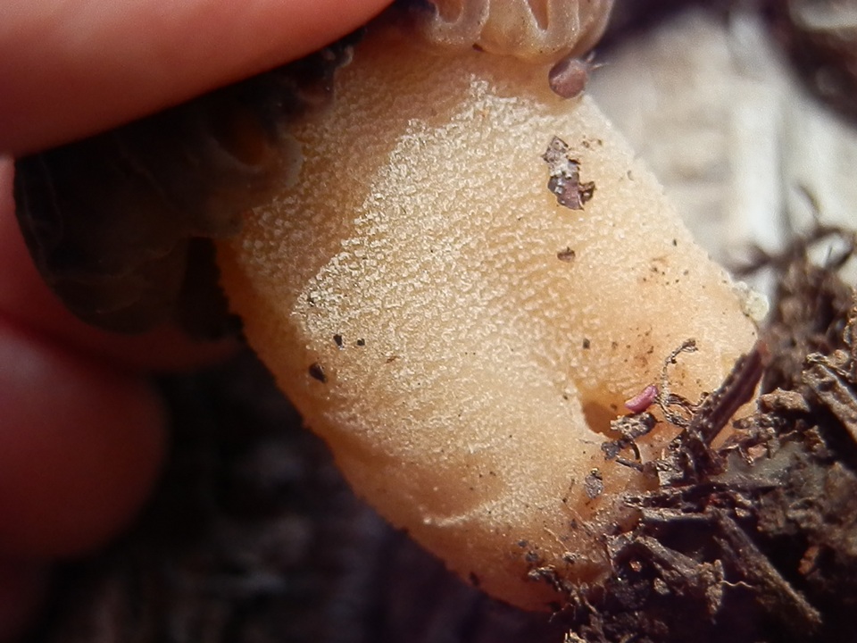 Morchella kaibabensis image
