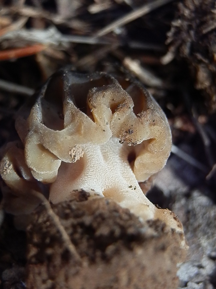 Morchella kaibabensis image