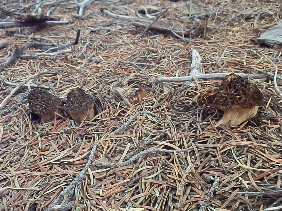 Morchella sextelata image