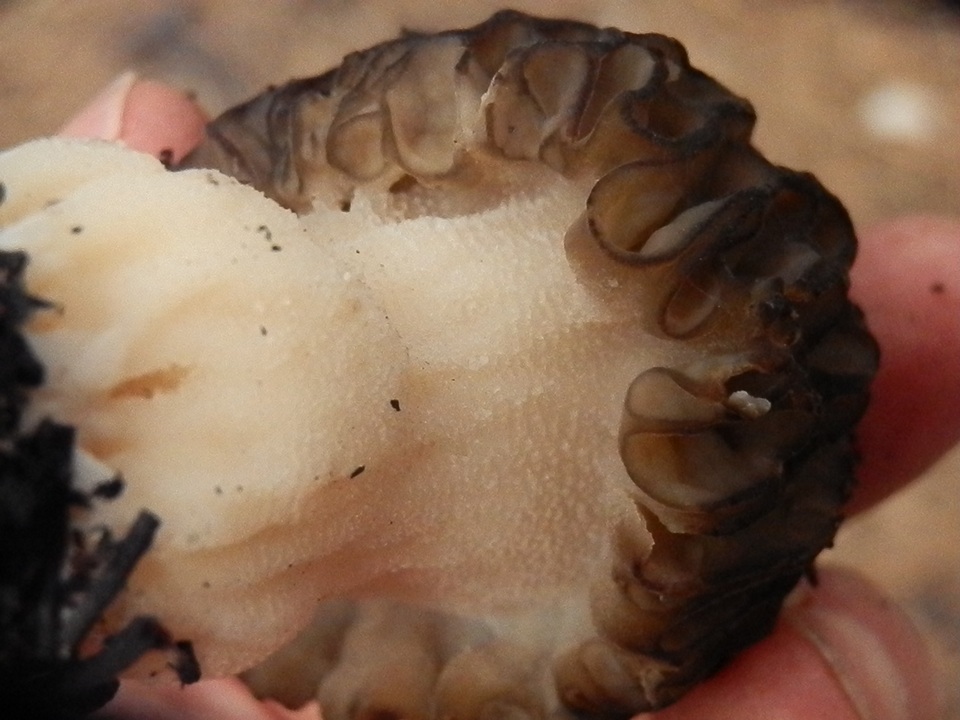 Morchella eximia image